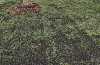 Unlock the Secret to a Lush, Healthy Lawn